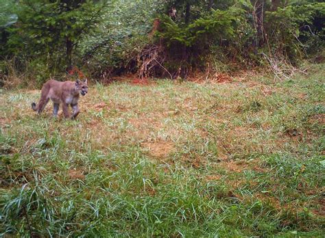 Harlan Farmer Captures Rare Photos Of Cougar Attack On Animal News
