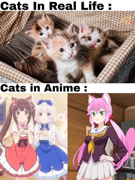 Cats Are Great In Anime And Irl Ranimemes
