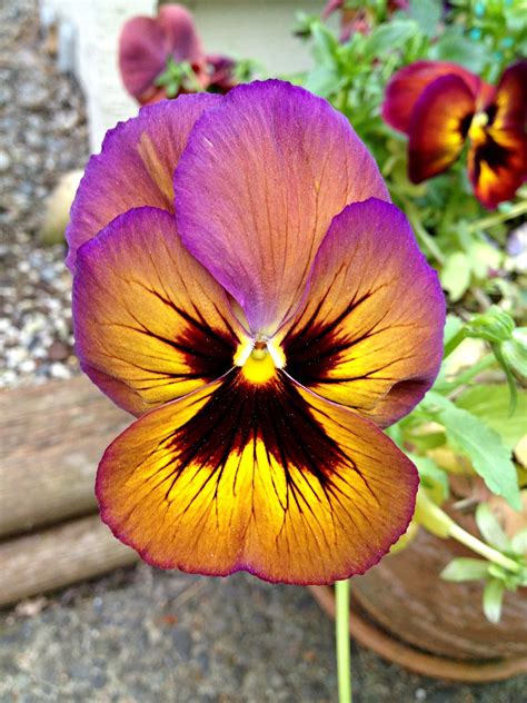 Pansy Purple Flower Wildflower Free Photo On Pixabay Pixabay