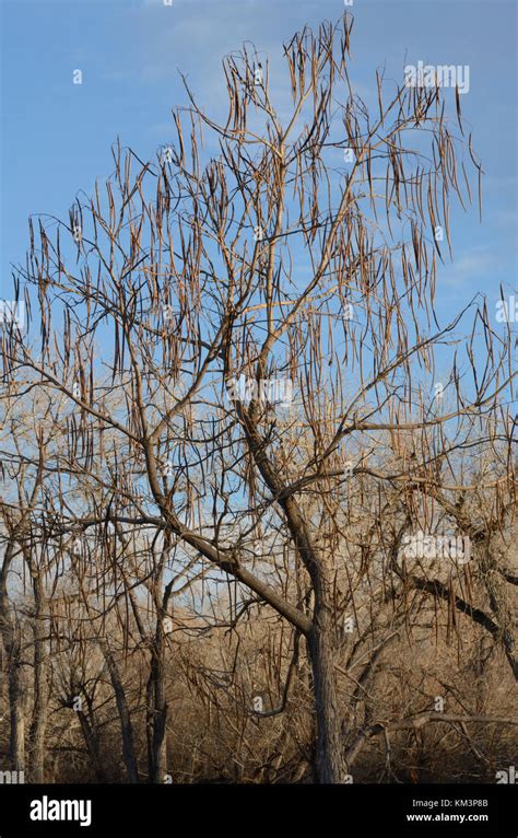 Winter Bare Thornless Honey Locust Tree With Dry Pods Still On Branches
