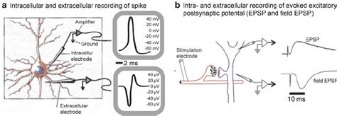Intra And Extracellular Recordings Of Electrical Activity A Spike