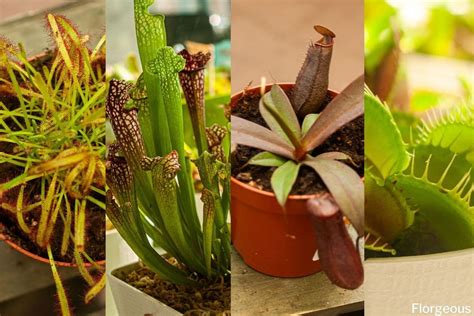 11 Types Of Carnivorous Plants That Eat Flies Bugs And Insect Florgeous