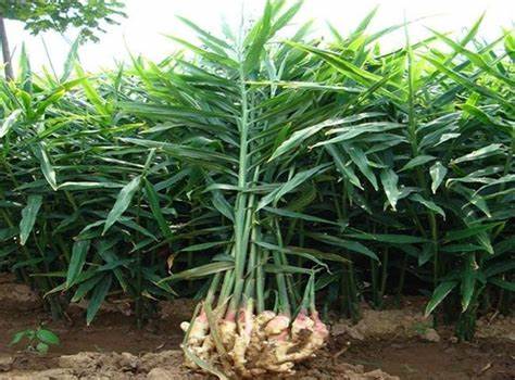 Что такое имбирь диета