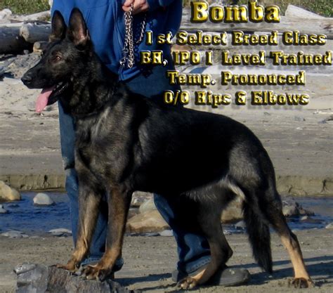 About german shepherd dog : Bi Color German Shepherd - petfinder
