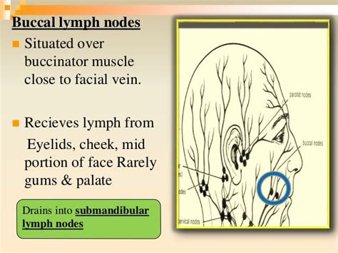 Lymphatics Head And Neck