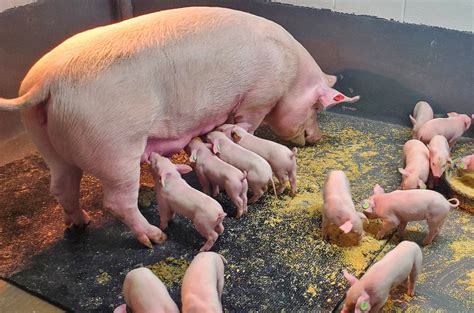 A Coronavirus Variant Once Helped The Global Pork Industry Could One
