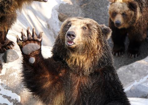 Why Are Brown Bears Endangered Image Of Bear And Rose