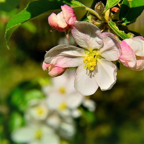 Apple Blossom Tree Nature Free Photo On Pixabay Pixabay