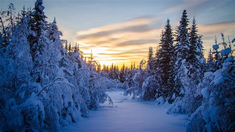 Landscape Snow Winter Forest Trees Sunrise Wallpapers