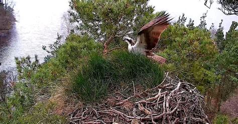 First Osprey Of The Season Arrives At Scottish Nesting Site