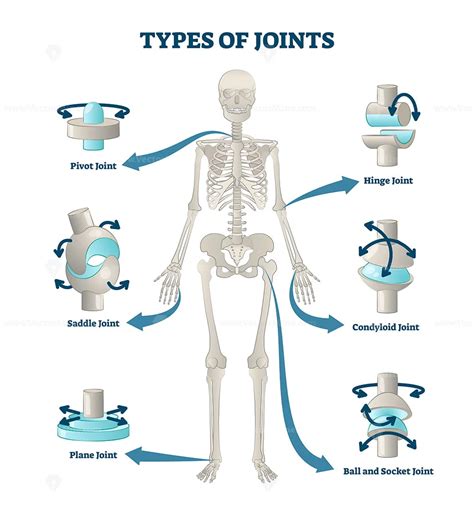 Types Of Joints Vector Illustration Vectormine