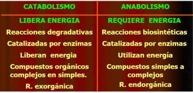 Anabolismo Y Catabolismo Cuadros Comparativos Y Diferencias Cuadro Images