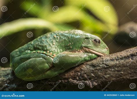 Mexican Dumpy Tree Frog Stock Photo Image Of Pachymedusa 44352868
