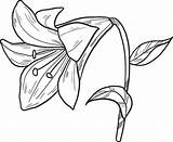 Lily Coloring Printable Supercoloring Categories Lilies sketch template