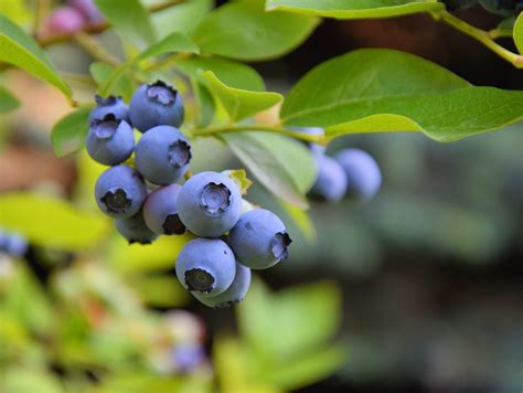 Can Blueberries Grow In Zone 8 What Are The Best Zone 8 Blueberry Bushes