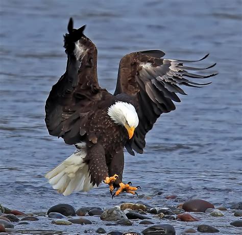 Eagle Landing 3 Photograph By Evergreen Photography Pixels