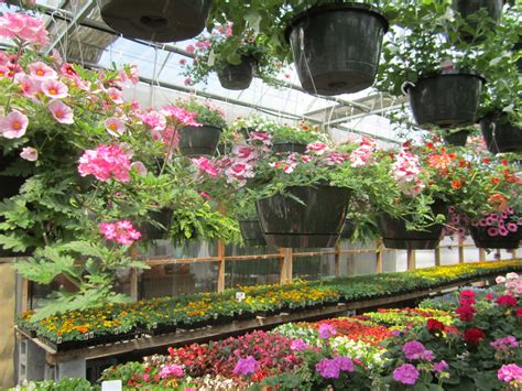 Maybe you would like to learn more about one of these? Cold Mountain Nursery - Nursery Stock - COLD MOUNTAIN NURSERY