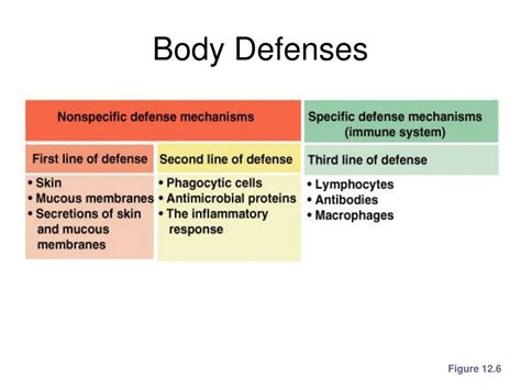 Ppt The Lymphatic System And Body Defenses Powerpoint Presentation Free Download Id 3032585