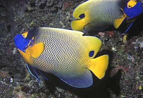 Blue Faced Angelfish Pomacanthus Xanthometopon Image Only