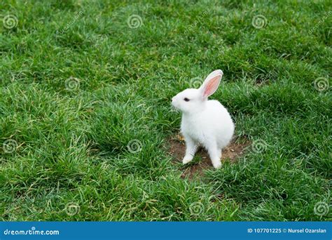 White Rabbit Stock Image Image Of Grass Clothes Greens 107701225