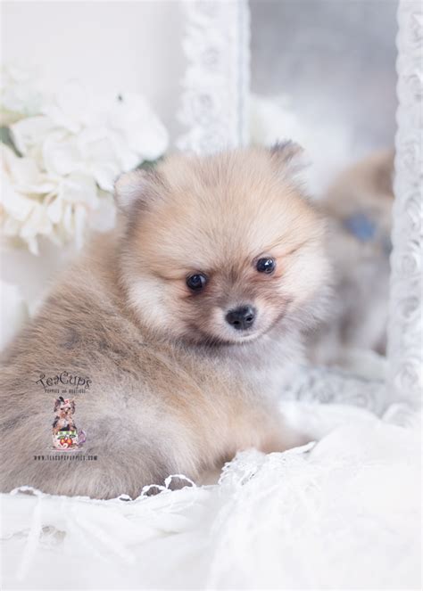 Pomeranian Puppy Teacup Puppies For Sale B Teacup Puppies Boutique