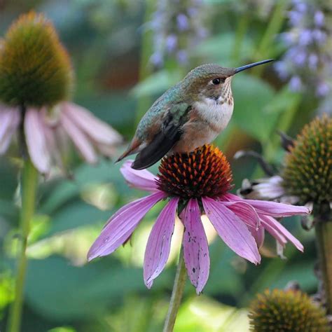 Examples Of Flowers Pollinated By Birds