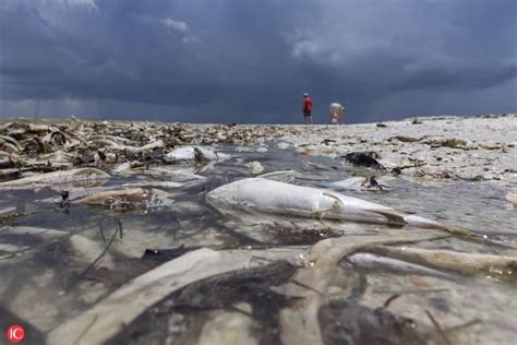 Aftermath Of The Red Tide Phenomenon In The West Coast Of Florida