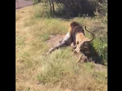Shamba The Lion Shot Dead After Attack On Owner Ofm
