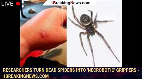 researchers turn dead spiders into necrobotic grippers 1breakingnews video dailymotion