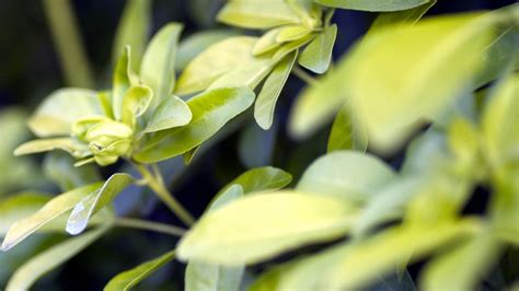 Wallpaper Sunlight Leaves Nature Grass Branch Green Yellow