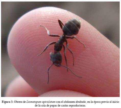 Biología Y Aprovechamiento De La Hormiga De Escamoles Liometopum