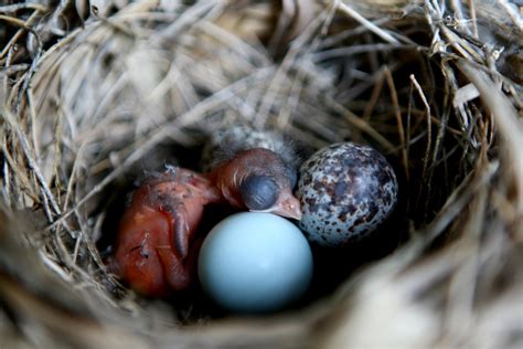Baby Cardinal And Eggs In Nest This Hatchling Is Only 2 Days Flickr