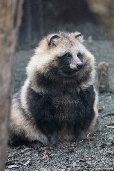 The Tanuki Also Known As The Raccoon Dog Or Japanese Raccoon Is