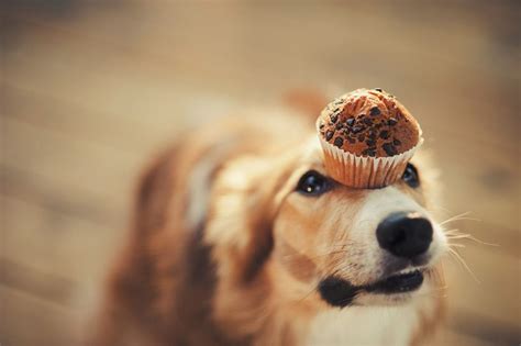 Dog Muffins Archives Canine Paradise