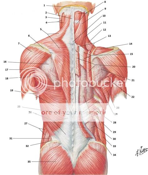 Back Musculature Anatomy Diagram