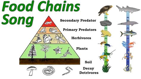 Here are the five trophic levels Food Chains - YouTube