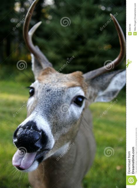 Funny Photos Free Funny Deer Face Royalty Free Stock Photo Image 606745