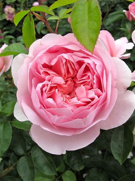 ~pink English Rose Wildeve Opens Cupped Then Gradually Reflexes Back