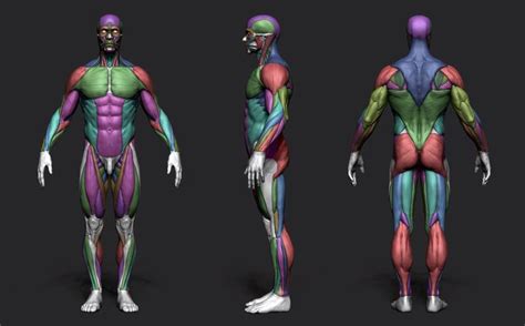 A Tool For Male Anatomy References Human Anatomy Art Man Anatomy