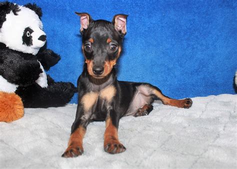Miniature Pinscher Puppies For Sale Long Island Puppies