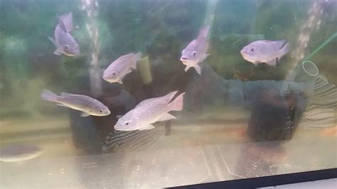 Beginning Of Our Tilapia Breeding Project First Time For Us To Judge Sex Maybe 2 Males 6 Females