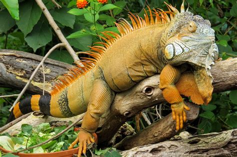 Amazon Rainforest Lizards Photos And Info