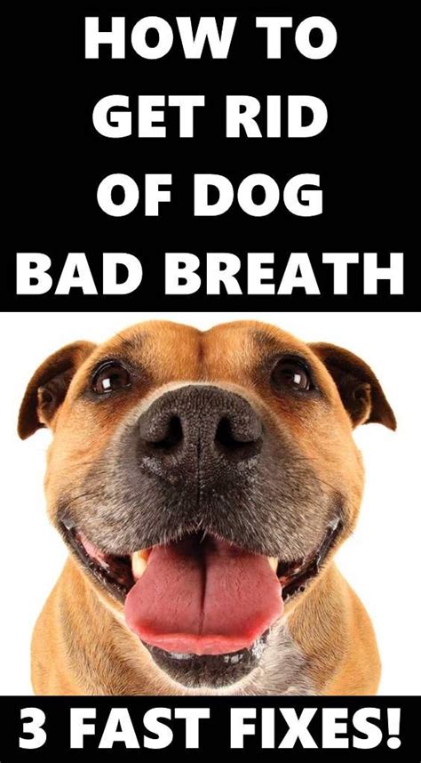 3 Ways To Fix Your Dogs Bad Breath Bad Dog Breath Bad Breath Remedy