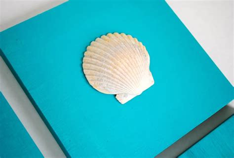 How To Bleach Sand Dollars