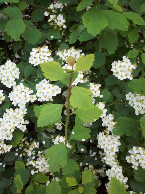The diversity of flowering plants is not evenly distributed. identification - What is this shrub with fan shaped ...