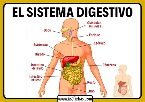 Sistema Digestivo Partes De Sistema Digestivo Y Funciones Boca Y My