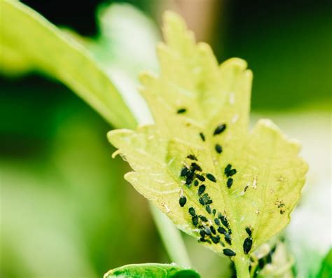 How To Get Rid Of Aphids On Hibiscus Plant Gardenzoo