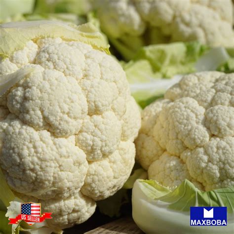 Cauliflower Self Blanche Seeds Vegetable Heirloom Non Gmo Maxboba