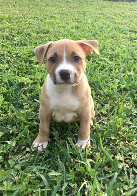 English Staffordshire Bull Terrier Puppy From Black Jewel Staffies