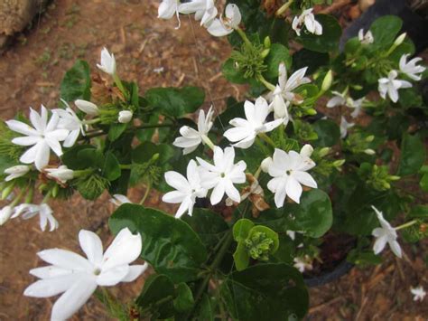How To Plant Jasmine Flowers In Your Garden Tricks To Care